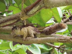 Sciurus variegatoides helveolus