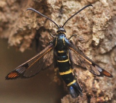 Synanthedon conopiformis