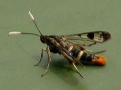 Synanthedon scoliaeformis
