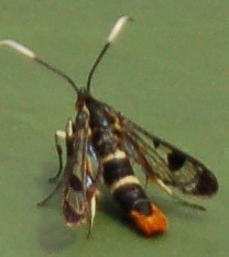 Synanthedon scoliaeformis