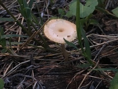 Lentinus flexipes
