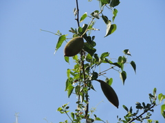 Amphilophium carolinae