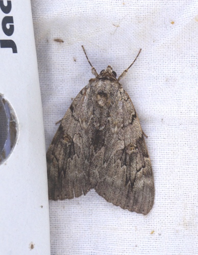 Catocala electa