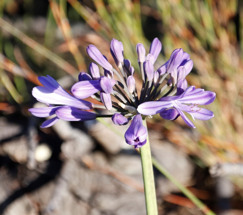 Hoa Thanh Anh – Agapanthus africanus