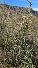 Koeberlinia spinosa