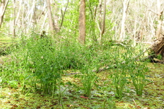 Ranunculus apiifolius