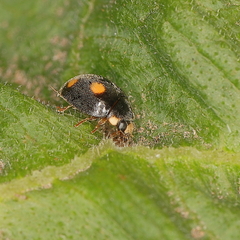 Platynaspis capicola