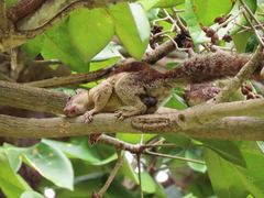 Sciurus variegatoides helveolus