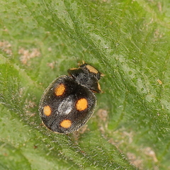 Platynaspis capicola