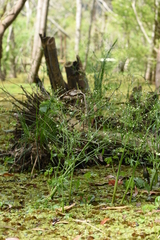 Ranunculus apiifolius