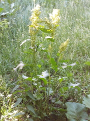 Rumex confertus