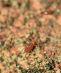 Smarididae