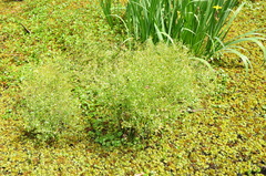 Ranunculus apiifolius