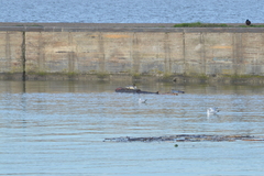 Mergus merganser merganser