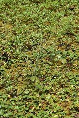 Ranunculus apiifolius