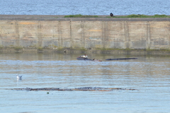 Mergus merganser merganser
