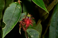 Columnea minor