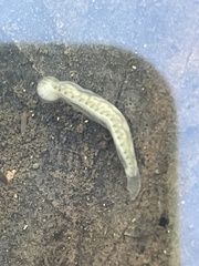 Glossiphoniidae