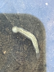 Glossiphoniidae
