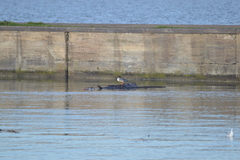 Mergus merganser merganser