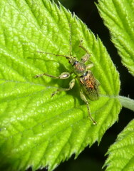 Phyllobius arborator