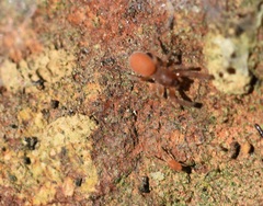 Smarididae
