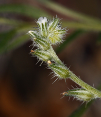 Cryptantha scoparia