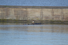 Mergus merganser merganser