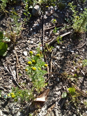 Matricaria discoidea