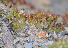 Octospora gyalectoides