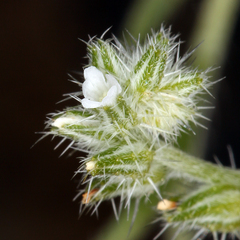 Cryptantha scoparia