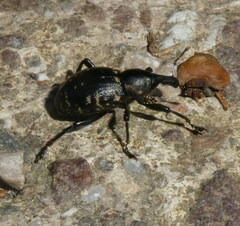 Liparus glabrirostris