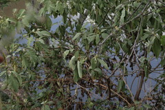 Solanum erianthum