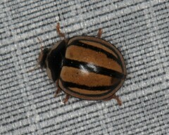 Cheilomenes propinqua