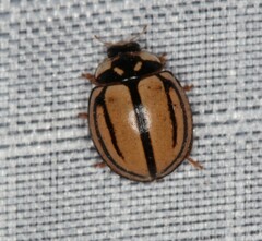 Cheilomenes propinqua