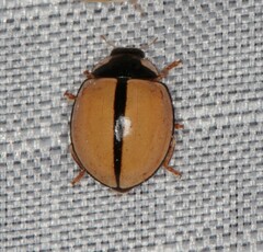 Cheilomenes propinqua