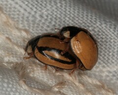 Cheilomenes propinqua