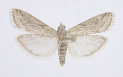 Gymnancyla gilvella