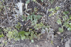 Knowltonia vesicatoria