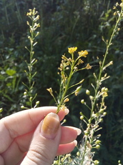 Bunias orientalis