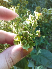 Rumex confertus