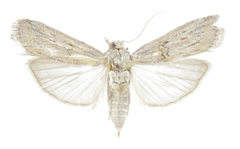 Gymnancyla turensis