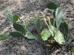Opuntia macrorhiza