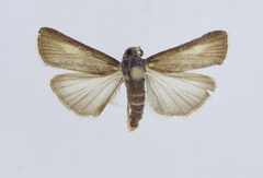 Hypochalcia decorella