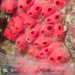 Symplegma rubra - Photo (c) thetidepooler, some rights reserved (CC BY-NC), uploaded by thetidepooler
