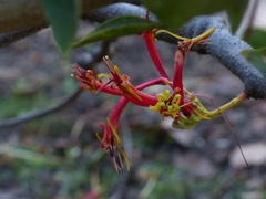 Dendrophthoe falcata