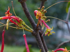 Dendrophthoe falcata