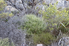 Seriphium cinereum