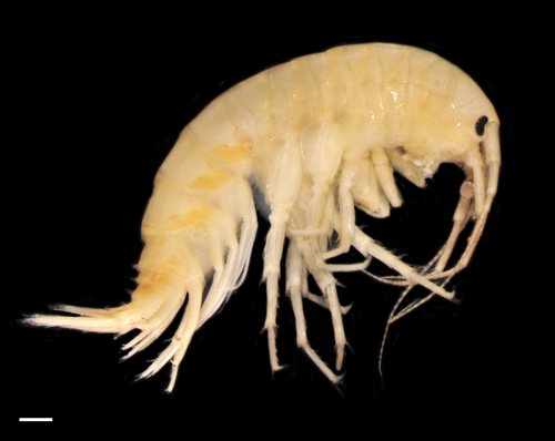 Freshwater Amphipod