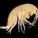 Gammarus minus - Photo (c) Andrew Cannizzaro, some rights reserved (CC BY), uploaded by Andrew Cannizzaro